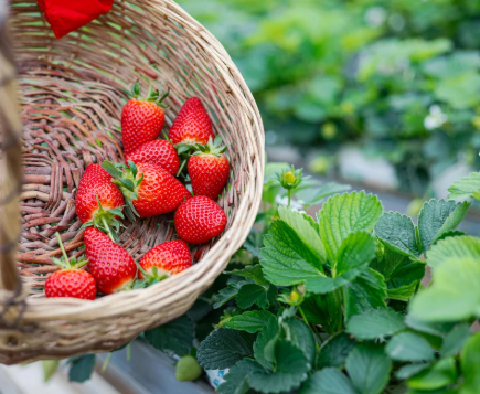Home Zbieranie truskawek na plantacji